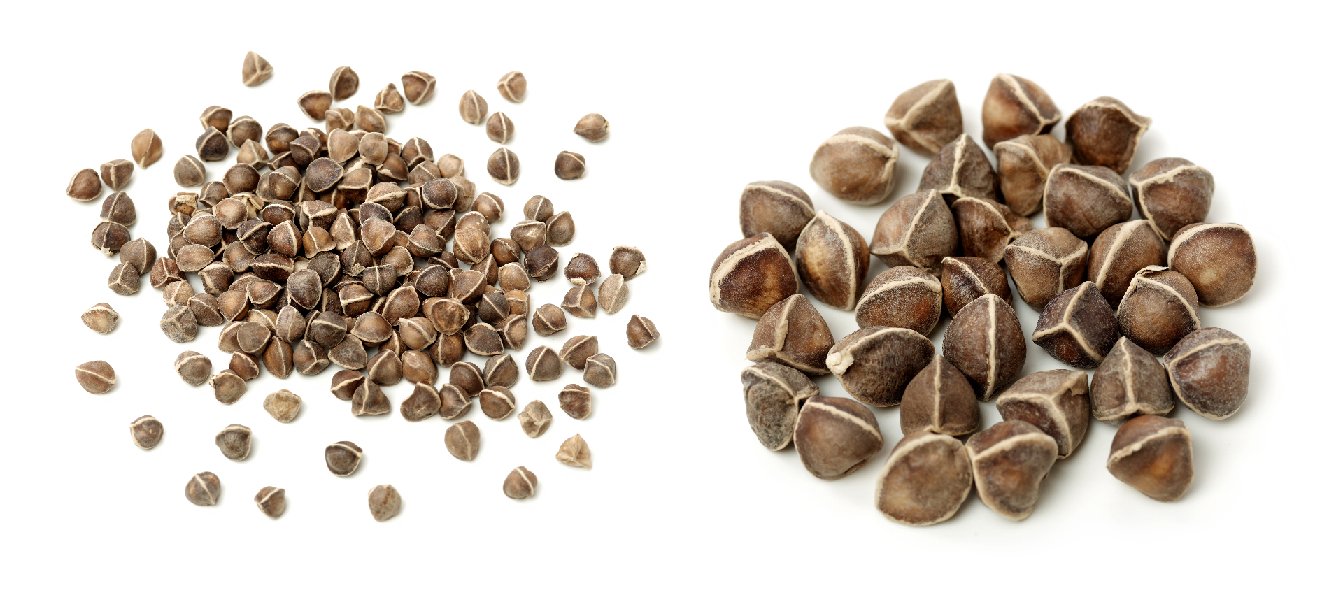 Whole and hulled moringa seeds arranged on a white surface