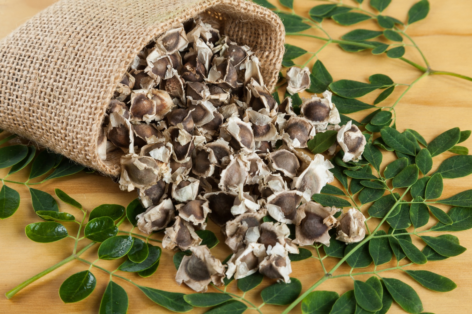 Moringa seeds spilling from a burlap sack across fresh moringa leaf branches on a wooden table